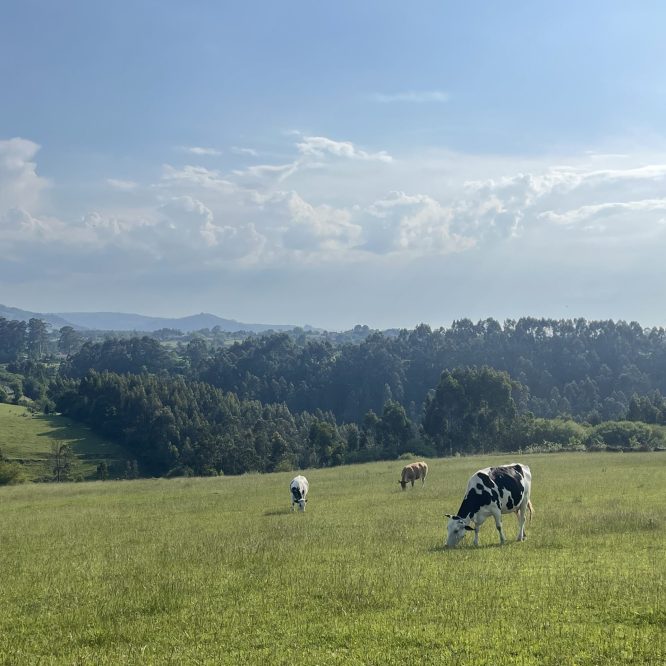 vacas